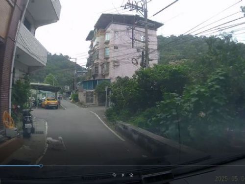 一起守護毛孩與用路人：新北提醒「牽繩＋停看」雙向守護，避免憾事再發生