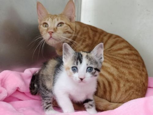 街頭驚險救援化作溫暖新生，花媽與花仙子等待一個幸福的家