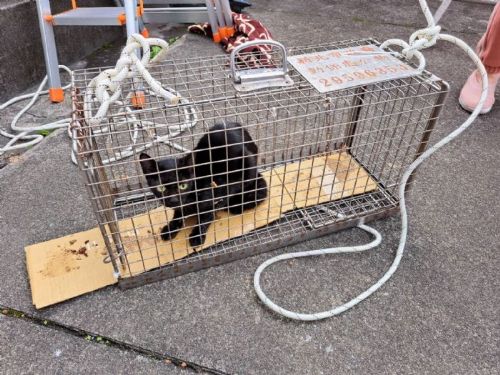 22樓高空驚險救援！新北動保處暖心救下受困小黑貓