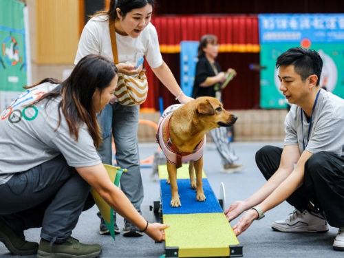 2025 台灣狗狗節 × 國民體育日 9月9日，與毛孩一起動出幸福能量