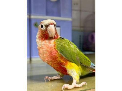 桃園第三季非犬貓特寵認養活動9/27登場  |  鸚鵡、蛇類、蜜袋鼯齊聚，等你帶牠們回家