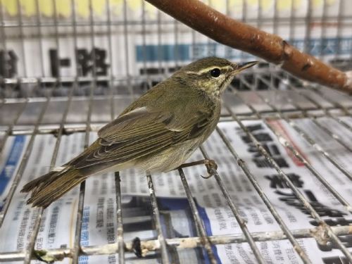 雪國嬌客誤入林口街頭，極北柳鶯幸獲救援重返藍天