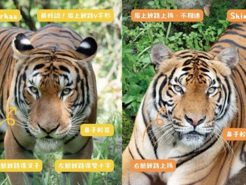馬來虎新星「Arhaa」溫柔登場！臺北市立動物園攜手新加坡共創瀕危物種保育新篇章