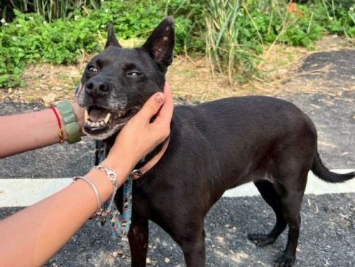 春季蟲蟲警報！守護毛孩健康，從環境到日常全面防護