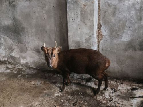 寒流中誤闖廟埕避寒，萬里山羌暖心獲救後平安重返山林