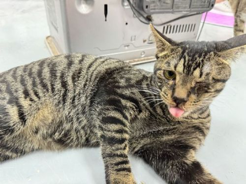 虛弱小貓重獲新生！新北動保救援「小小黑」等待溫暖新家