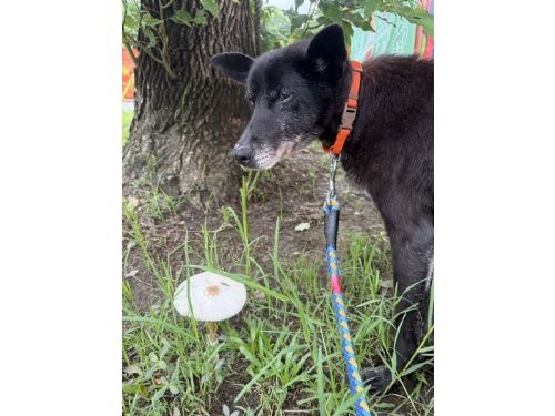 街頭黑犬「阿嬤」重拾健康等一個家，熟齡毛孩認養福利暖心升級