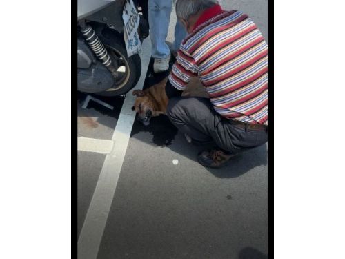 盛夏高溫警訊！愛犬防中暑守護全攻略，新北高齡犬烈日受困悲劇呼籲飼主責任與寵物急救知識普及