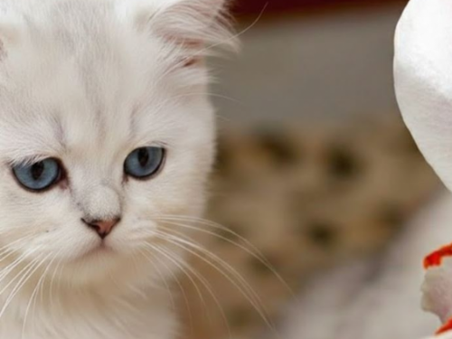 看似芬芳，其實致命 新北動保處溫馨提醒：百合花對貓咪是「零容忍」的危險植物