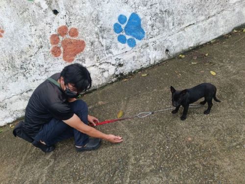 用耐心換來信任的尾巴！五股動物之家以溫柔訓練陪伴收容犬找回安全感