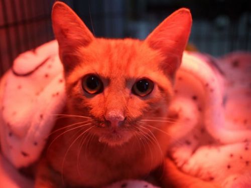 雨中驚魂變幸福結局！新店小橘貓落水獲救，終於找到溫暖的家