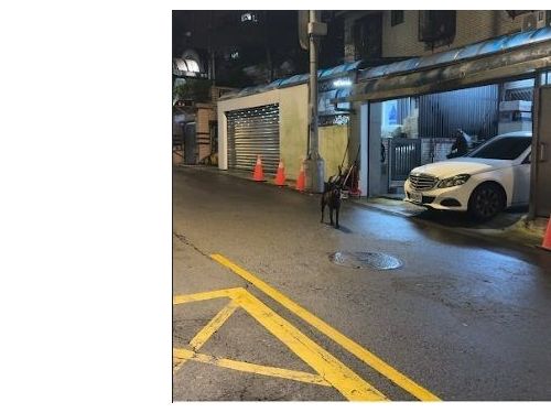 牽繩與口罩守護每一次散步：文山區犬隻攻擊事件，動保處啟動調查並再提醒飼主責任