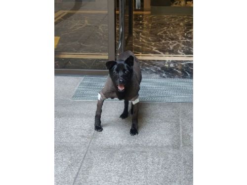 15年守護洲子洋，社區犬「小黑」戰勝病痛重回居民身邊