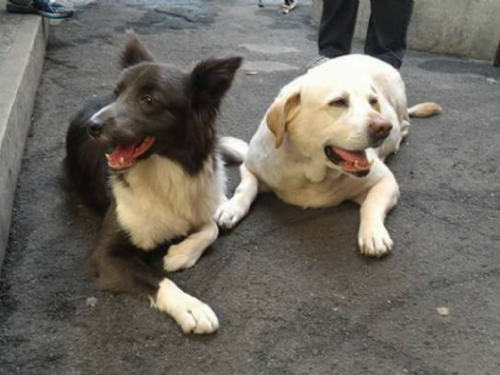 觀察毛孩便便也能守護健康！新北動保處提醒飼主從日常排便看出犬貓身體警訊