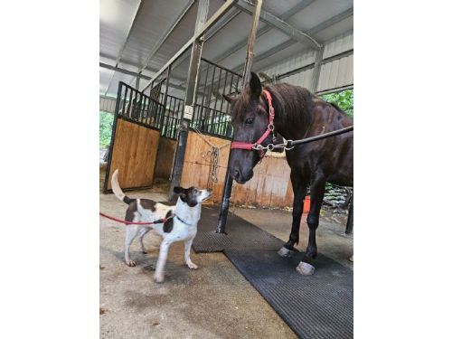 愛的緣分跨越物種──黑白乳牛犬「蕾蕾」遇見馬兒「旋風」，從此擁有幸福家園