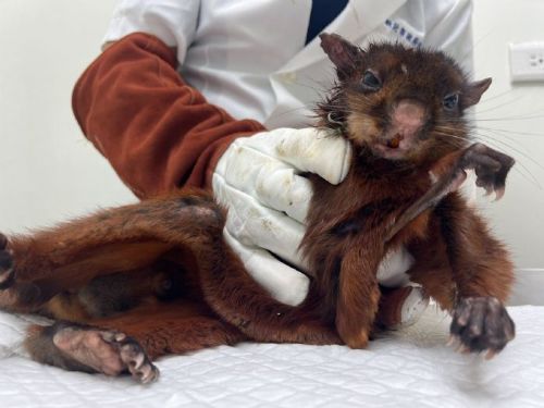 颱風後動物奇遇｜新北動保處救援虛弱大赤鼯鼠，待康復後將重返山林