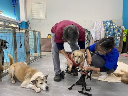 新北動保處緊急救援重傷犬，啟動「毛寶貝三級醫療制度」守護生命尊嚴