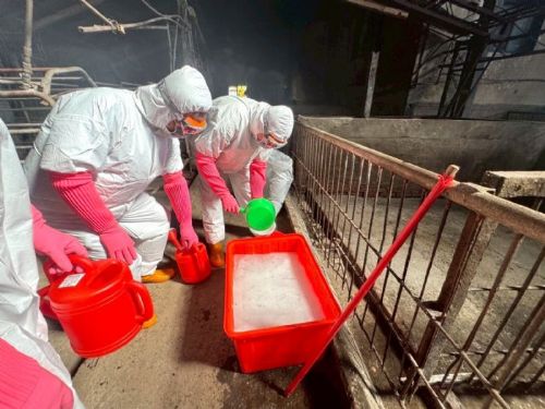 守護畜牧業，一起更安心！梧棲非洲豬瘟案例場第二階段清消完成，中央與市府攜手打造最強防疫線