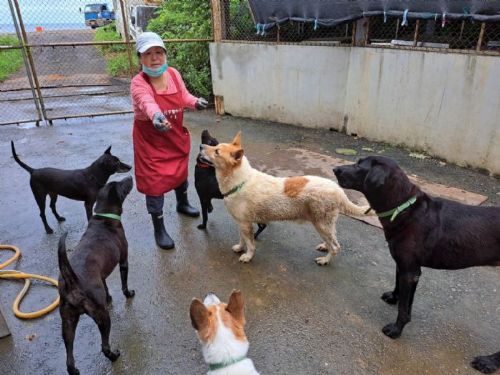 世界糖尿病日也要守護毛孩！專家提醒：犬貓也會得糖尿病，及早發現最重要