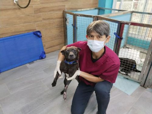 勇敢浪浪「沙拉」展開新旅程——傷癒後的牠正期待迎接一個溫暖的家