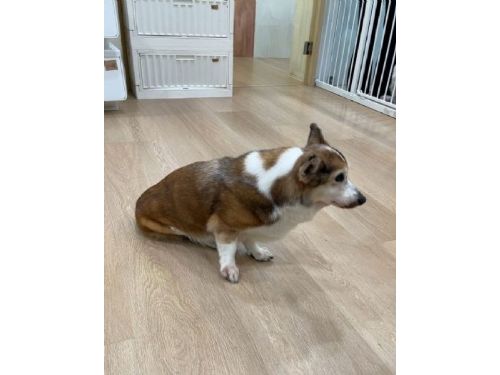 即時守護毛孩安全！北市動保處迅速介入疑似虐犬事件，柯基已平安安置