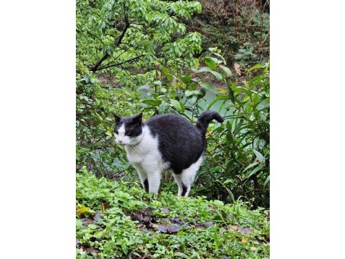 幸福喵星人報到！2月22日「幸福貓之日」走進猴硐，用愛與規範一起守護貓村日常