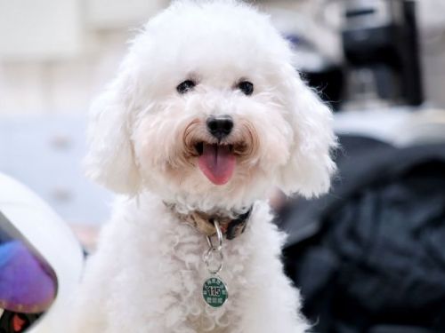 守護毛孩與城市安全：新北市狂犬病防疫表現亮眼，社區疫苗行動全面啟動