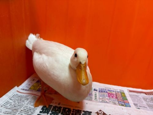 桃園特寵認養季3/14 下午1點登場，鸚鵡、鬃獅蜥與柯爾鴨等14隻動物等你帶回家