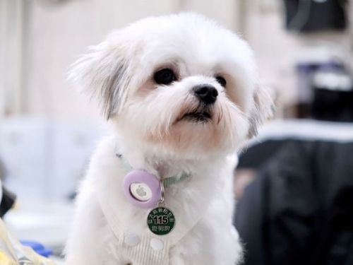 4月帶毛孩打狂犬病疫苗最划算！新北推雙重優惠，守護寵物也守護全家健康