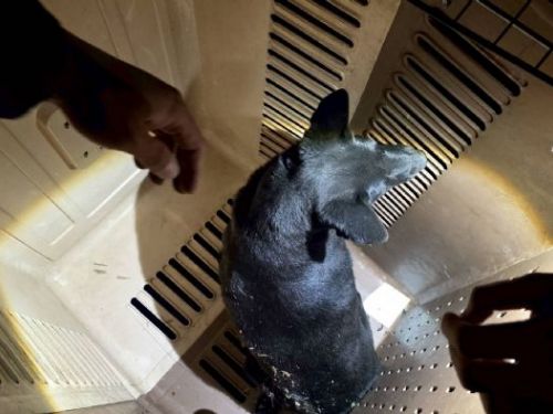 黑夜中的微光救援！新北動保處運用熱顯像科技，成功救出受困山區浪犬