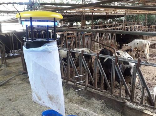 氣溫升高蚊蟲變活躍！新北啟動牛場防蚊大作戰守護牛隻健康