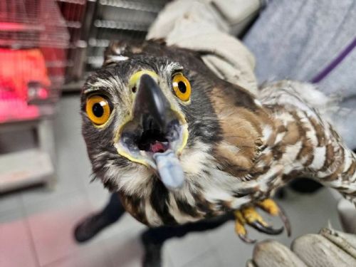 守護野生動物回家的路｜新北動保處提醒落實三不原則，與自然安心共存