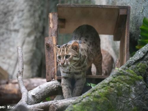 守護臺灣唯一原生貓科動物，10月5日「石虎日」快閃登場！動物園與各界攜手守護野生生命