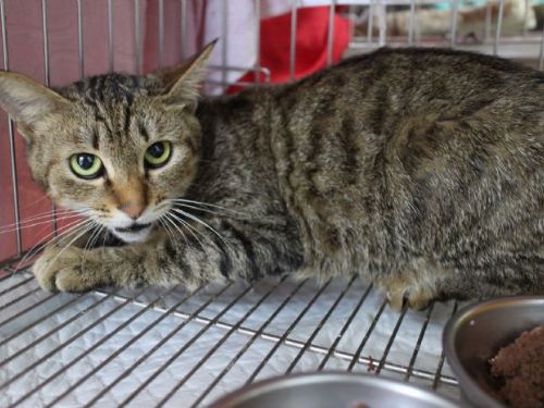 從受傷到重生：虎斑黑貓的勇敢歷程，遇見疼愛牠的新家