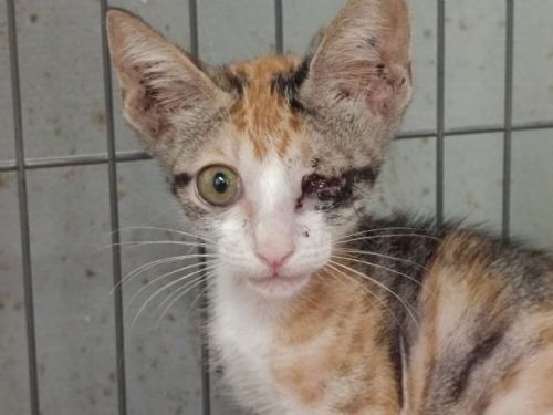 從驚恐到安心的重生旅程：受傷小三花勇敢挺過難關，等待屬於牠的溫暖家