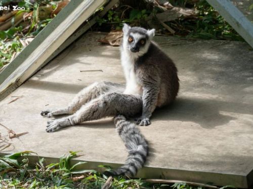 冬日療癒最強代言人！臺北市立動物園狐猴日光浴超可愛，打坐、躺平、毛球團抱一次看