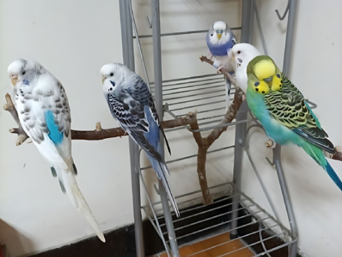 世界寵物鳥日傳愛起飛——新北首創「非犬貓寵物登記站」守護鳥寶與特寵