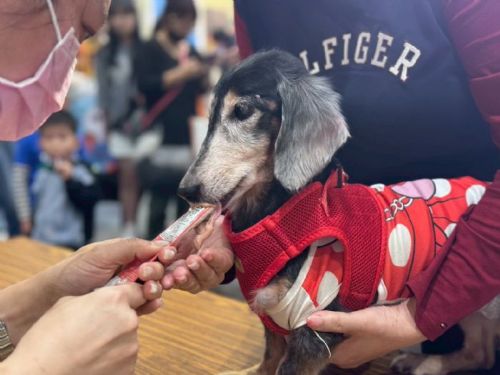 2026台北寵物用品展圓滿閉幕！21萬人潮創紀錄，15隻浪貓帶著「喵生入厝禮」溫暖成家
