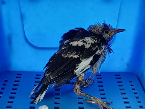 幼鳥遭廢棄口罩纏困獲救重返自然，新北動保處提醒正確丟棄口罩守護野生動物