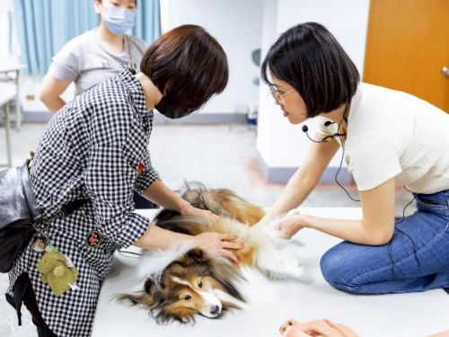 國際流浪動物日 × 專業寵物急救課程 ，攜手守護毛孩的健康與安全