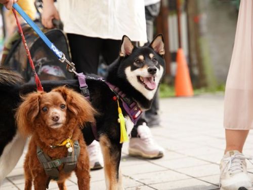 新北動保處澄清疫苗「佐劑」疑慮，提醒飼主守護毛孩健康三大責任