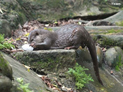 動物園的夏日冰品派對，小爪水獺與黑熊的清涼時光