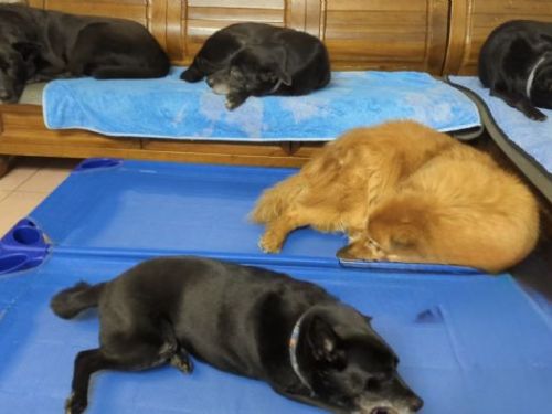 數據為基礎、溫柔為核心──新北市全面掌握遊蕩犬與工廠犬管理新進展