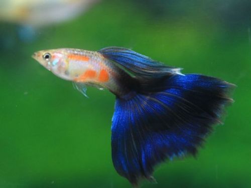 守護魚兒健康、助攻外銷搶單！新北動保處定期檢疫把關，讓臺灣觀賞魚安心「游」向全世界