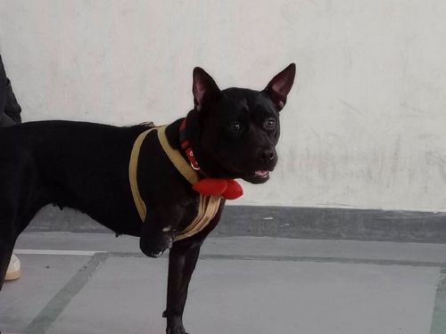 少了一條腿，卻多了整座校園的愛——校犬校貓走進湖田國小，生命教育溫柔落地