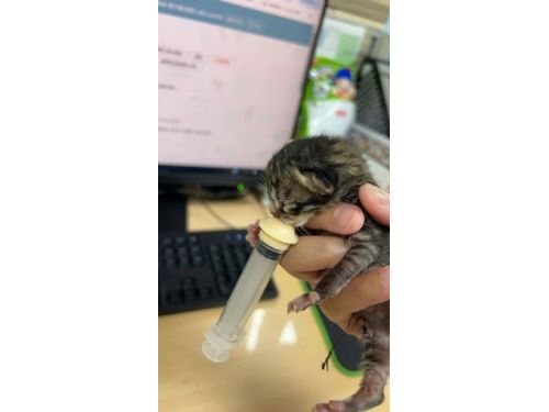 屋簷裡的小生命找到新家，新北動保暖心救援小奶貓成幸福家人