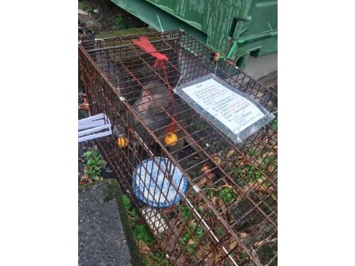 北投市場「水果小偷」獼猴落網！動保處攜手居民成功捕獲