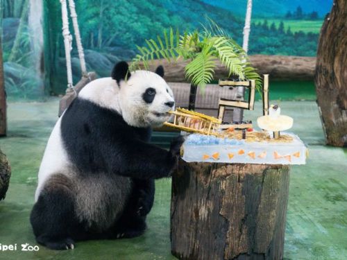 今天大貓熊「圓圓」歡慶21歲生日，海灘風冰蛋糕萌翻粉絲