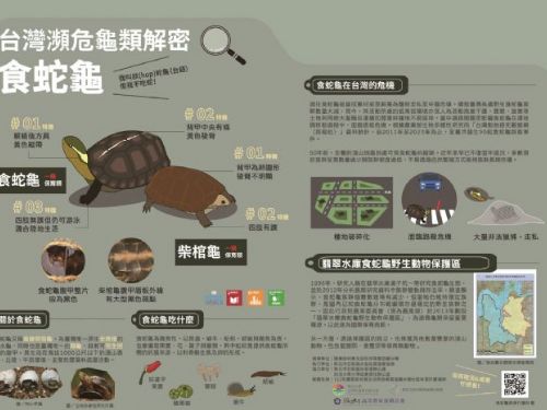新北攜手永安里共守食蛇龜生態，設立解說牌與護龜隊，推動友善保育與社區共榮