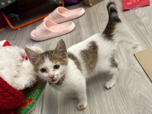 地下車庫的心形奇蹟！小虎斑貓重獲新生，在新北找到幸福歸宿